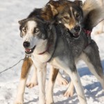 IMG_6012-01-600