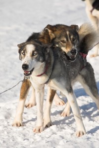 IMG_6012-01-600