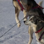 IMG_6013-01-600