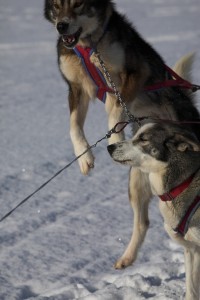 IMG_6013-01-600