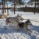 Hundeschlittenfahrt / Dog Sledding
