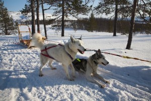 Hundeschlittenfahrt / Dog Sledding