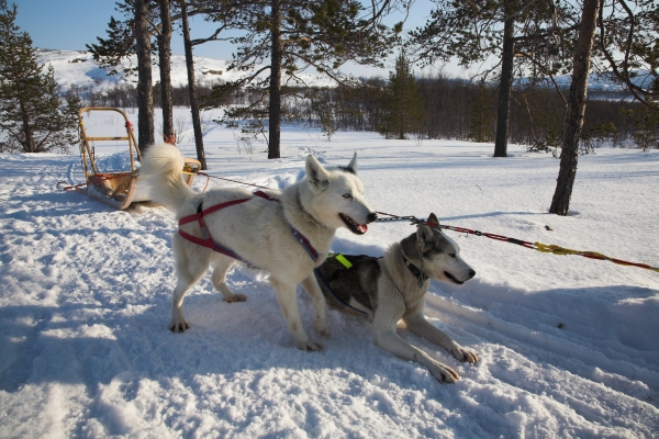 Hundeschlittenfahrt / Dog Sledding