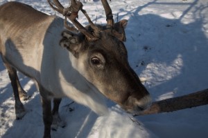 IMG_6174-01-600