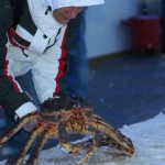 Kingcrab, Königskrabbe