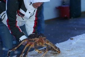 Kingcrab, Königskrabbe