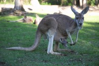 Christine-Ferdinand--Australia-IMG_1344-01