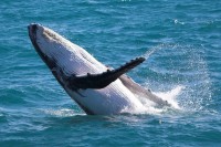 Jumping Humpback whale