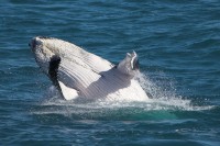 Christine-Ferdinand--Australia-IMG_9871-01