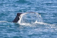 Fluke of Humback whale
