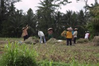 Christine-Ferdinand--Bali-IMG_1256-01