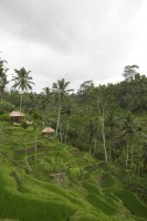 Christine-Ferdinand--Bali-IMG_1418-01