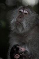 Christine-Ferdinand--Bali-IMG_1559-01