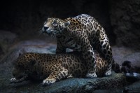 Christine-Ferdinand--IMG_7456-01