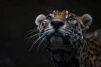 Christine-Ferdinand--IMG_7476-01