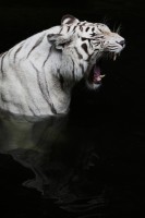 Christine-Ferdinand--IMG_7697-01
