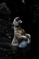 Christine-Ferdinand--IMG_7764-01