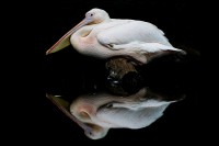 Christine-Ferdinand--Pelican