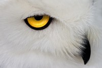 Christine-Ferdinand--SnowyOwl