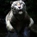 Christine-Ferdinand--White-Tiger